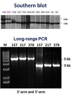 Southern blot-long-range-PCR